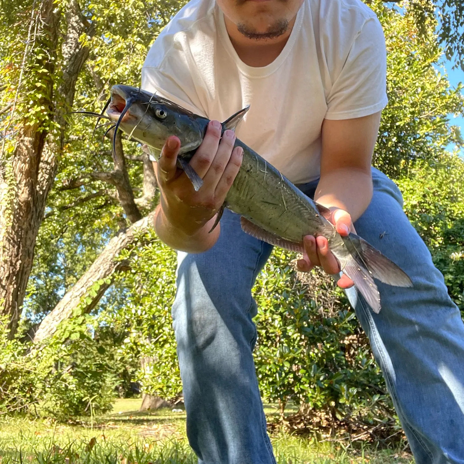 Channel catfish caught on Fishbrain