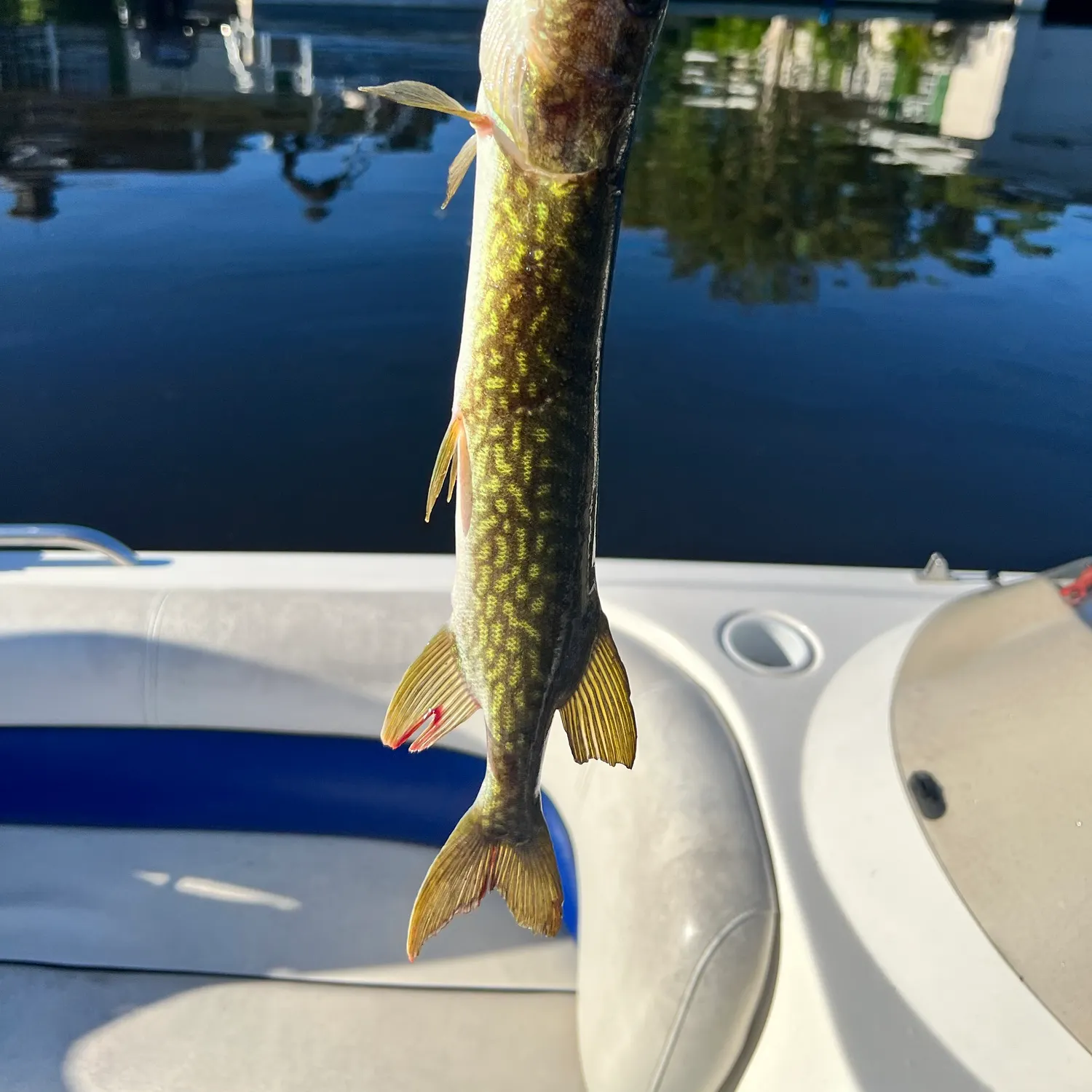 Chain pickerel caught on Fishbrain
