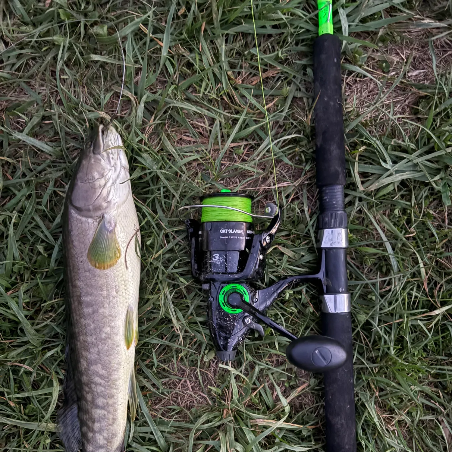Eyetail bowfin caught on Fishbrain