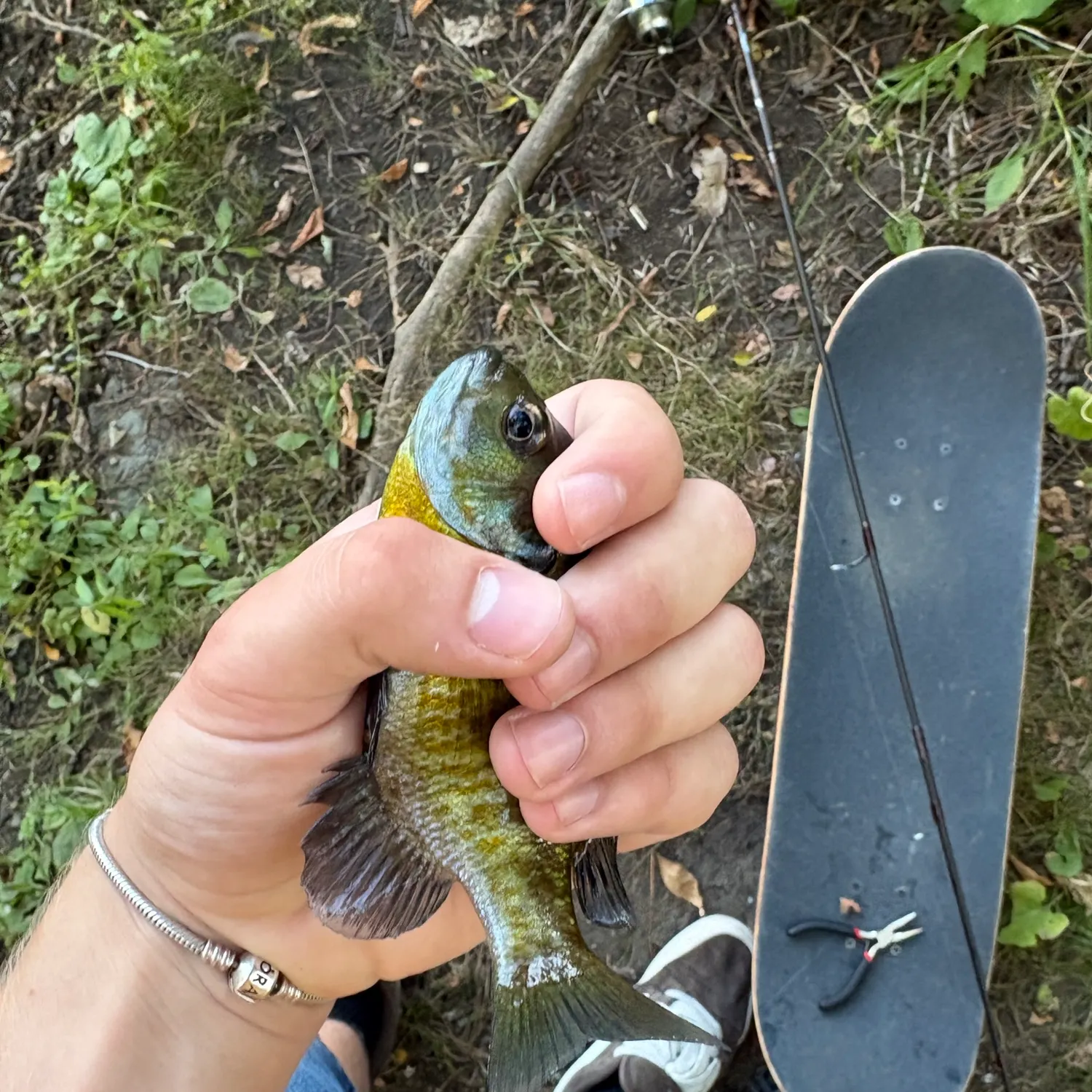 Bluegill caught on Fishbrain