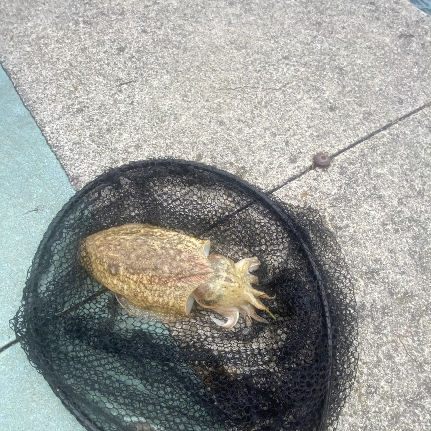 The most recent Common cuttlefish catches on Fishbrain