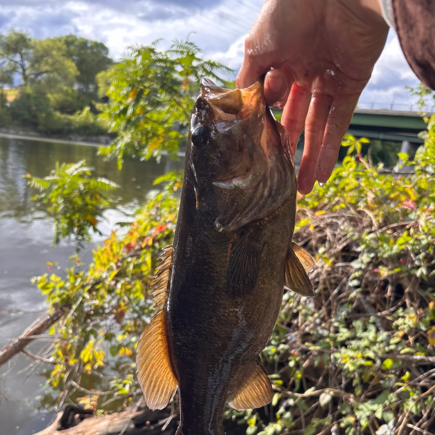 Smallmouth bass caught on Fishbrain