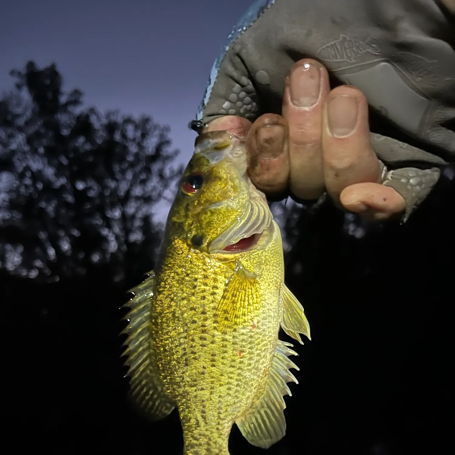 Rock bass caught on Fishbrain