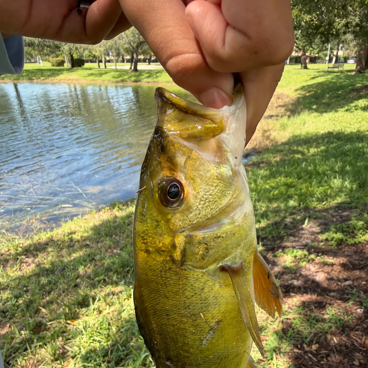 Butterfly peacock bass caught on Fishbrain