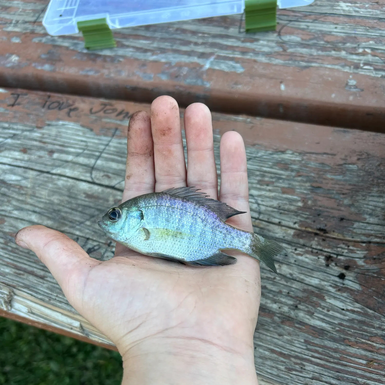 Bluegill caught on Fishbrain