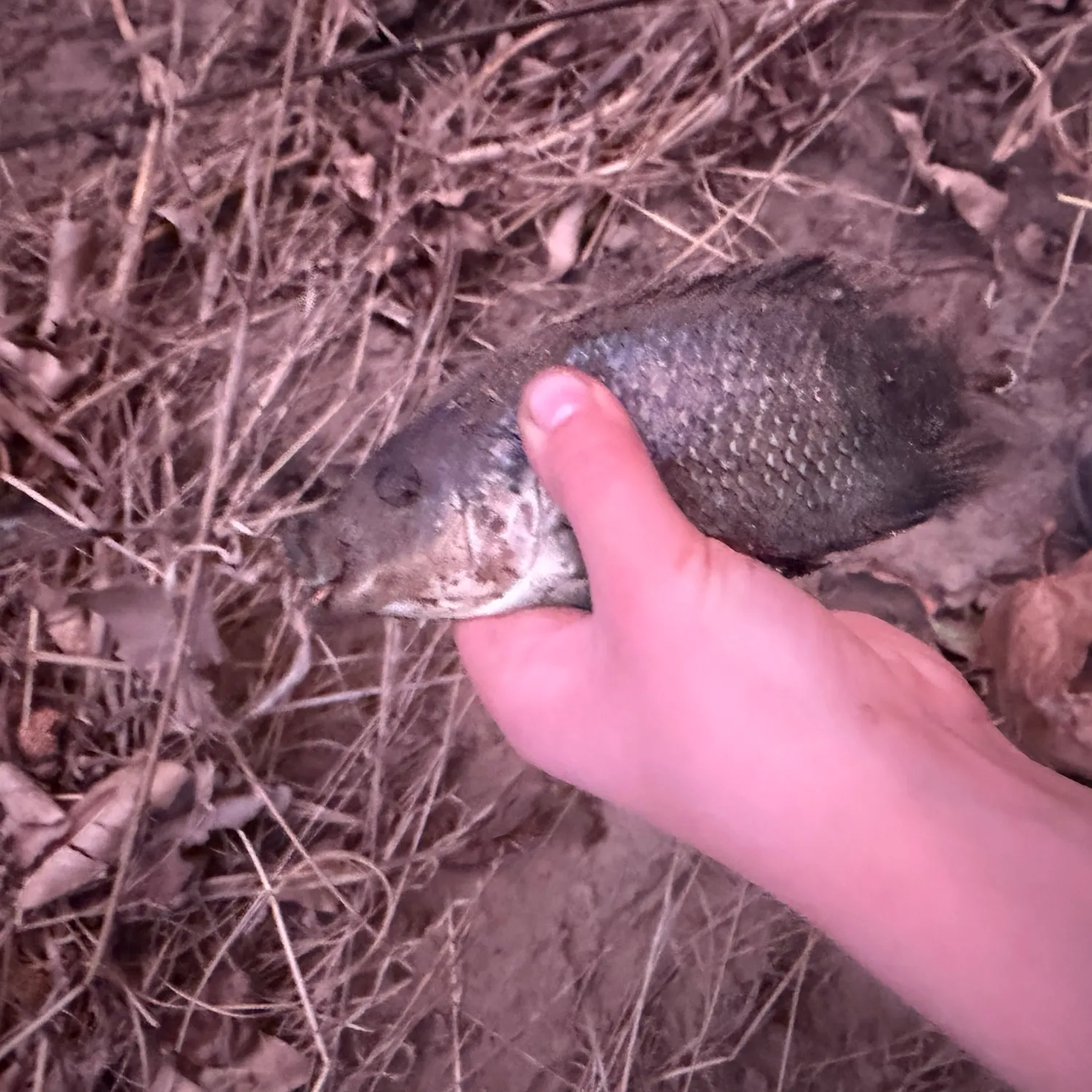 Blue tilapia caught on Fishbrain