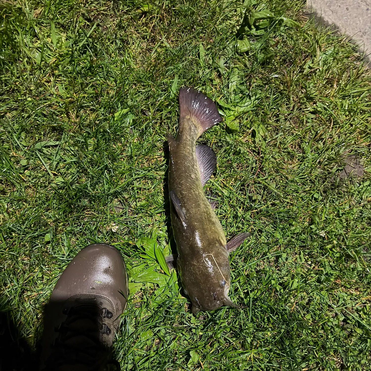 Brown bullhead caught on Fishbrain