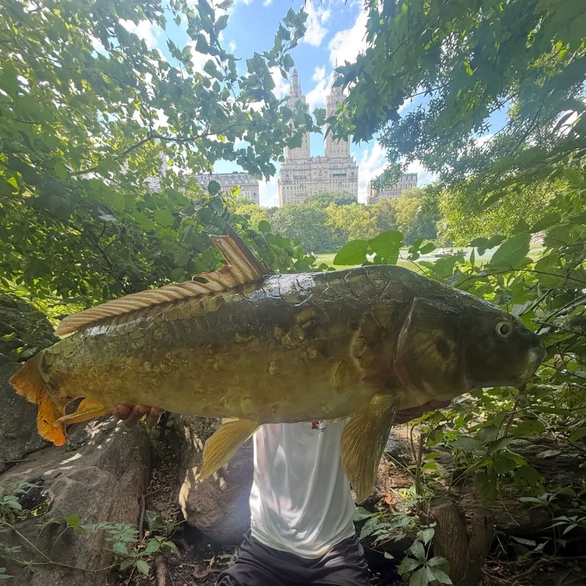 Mirror carp caught on Fishbrain
