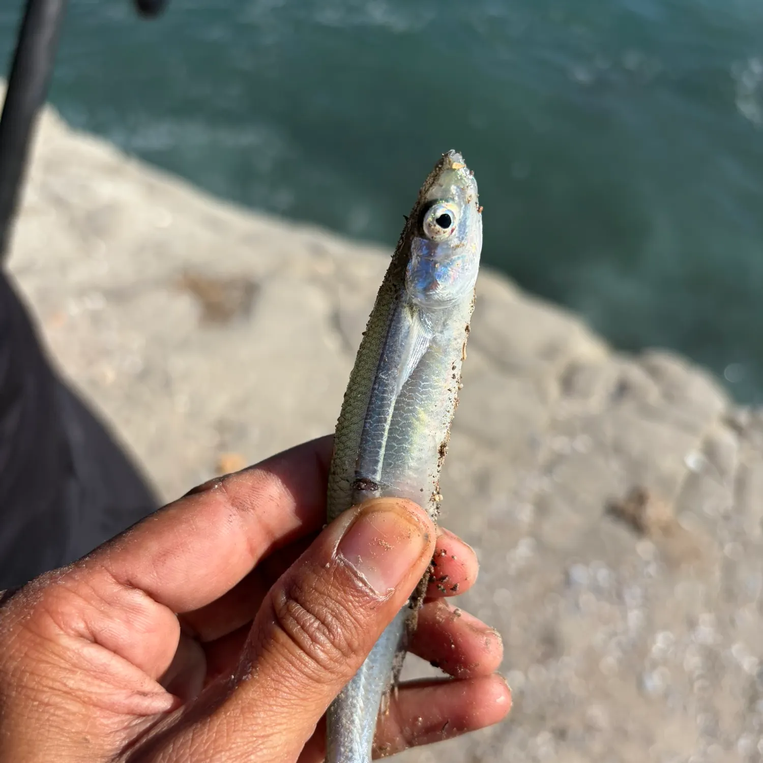 The most recent Argentinian silverside catches on Fishbrain