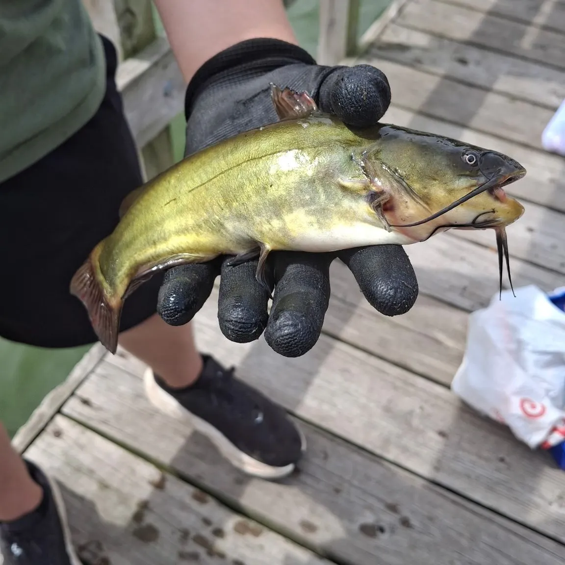 Black bullhead caught on Fishbrain