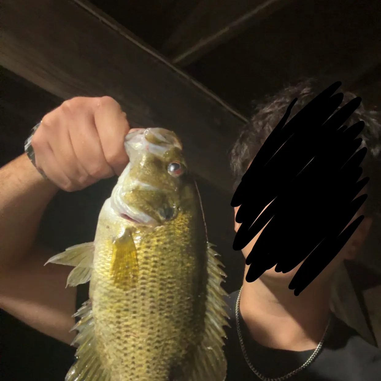 Rock bass caught on Fishbrain