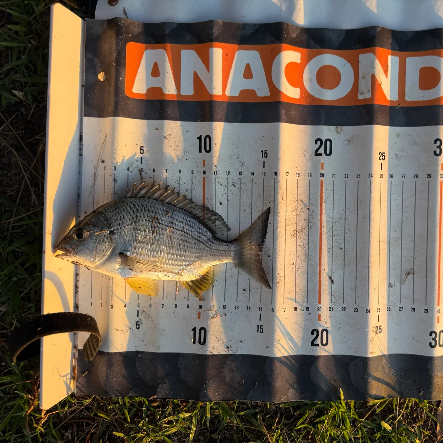 Surf bream caught on Fishbrain