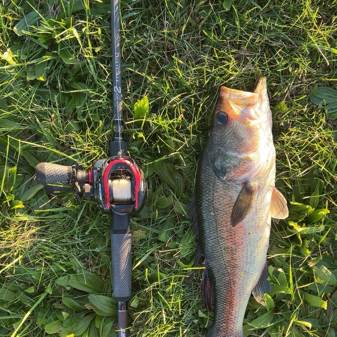 Largemouth bass caught on Fishbrain