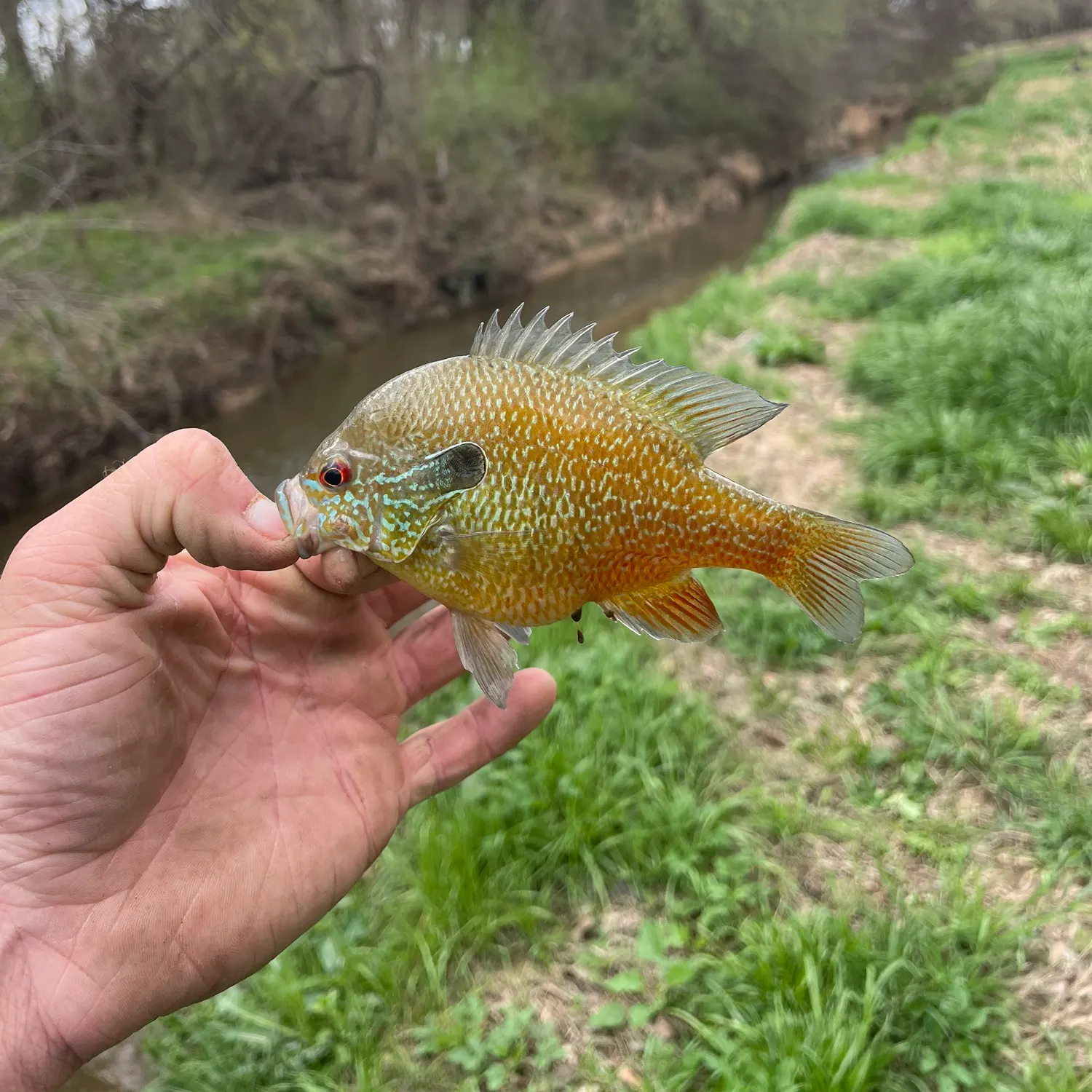 The most recent Longear sunfish catches on Fishbrain