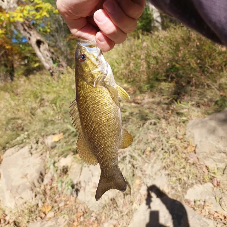 Smallmouth bass caught on Fishbrain