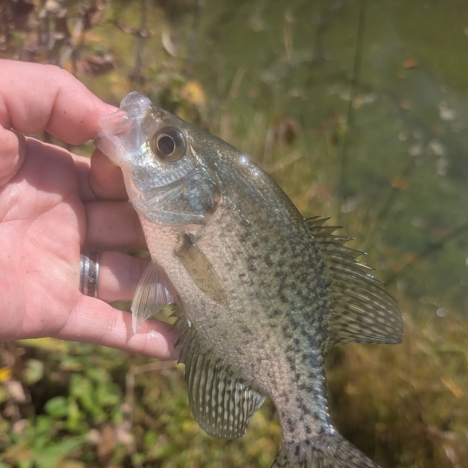 Black crappie caught on Fishbrain