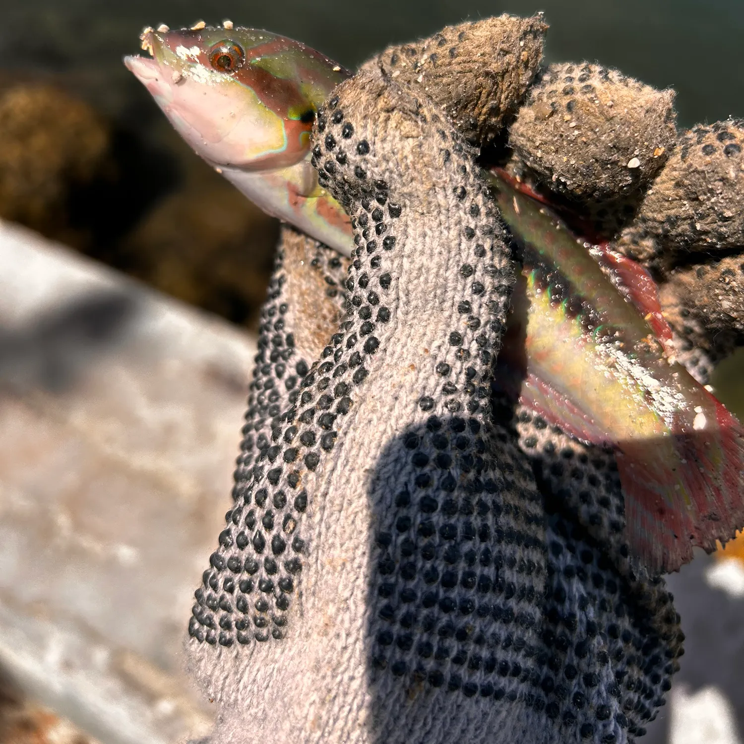 The most recent Mediterranean rainbow wrasse catches on Fishbrain