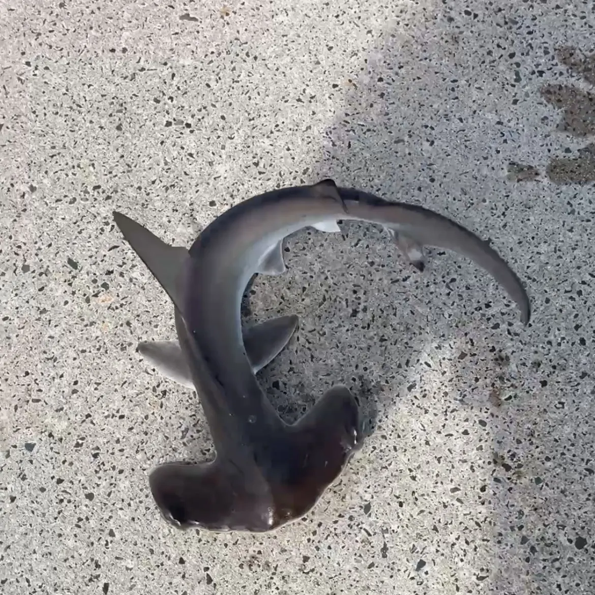 The most recent Scalloped hammerhead shark catches on Fishbrain