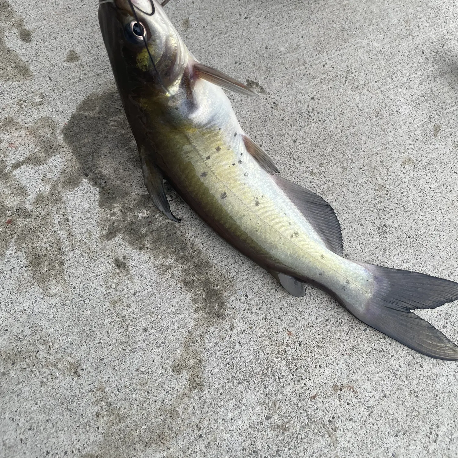 Channel catfish caught on Fishbrain
