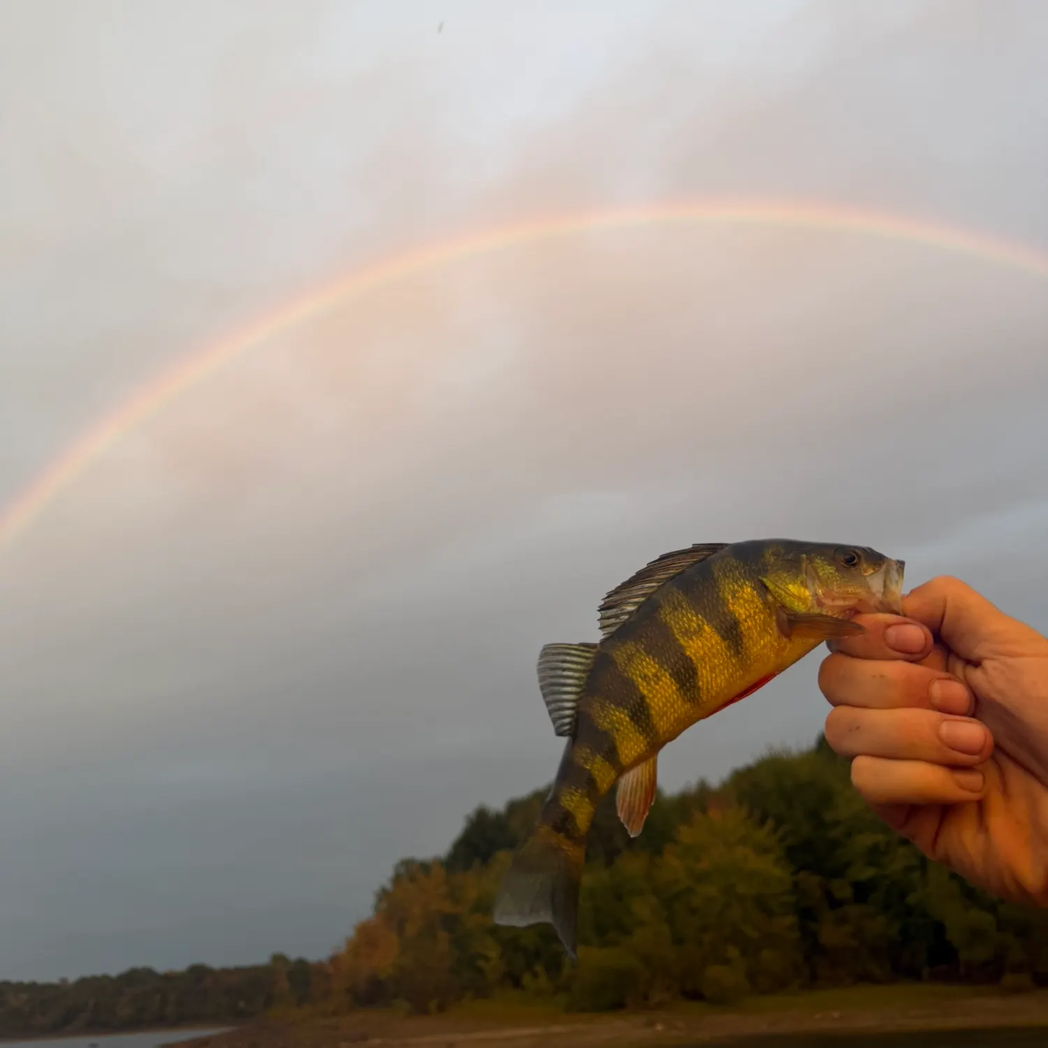 Yellow perch caught on Fishbrain