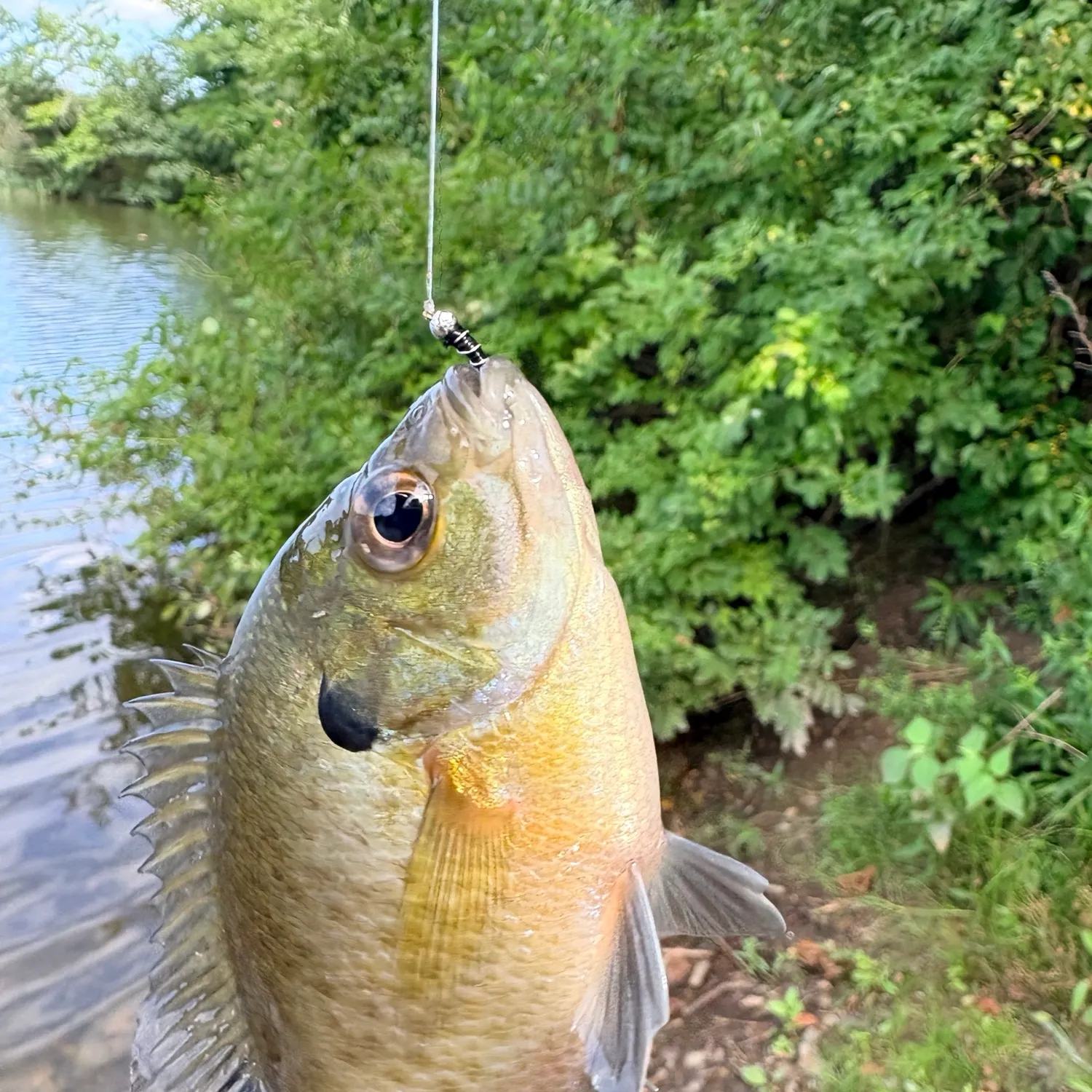 Bluegill caught on Fishbrain