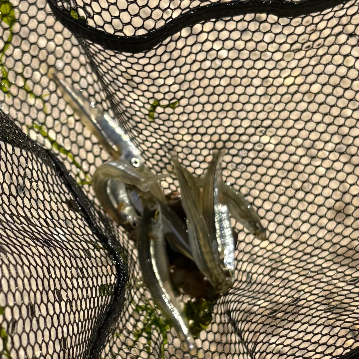 The most recent Emerald shiner catches on Fishbrain
