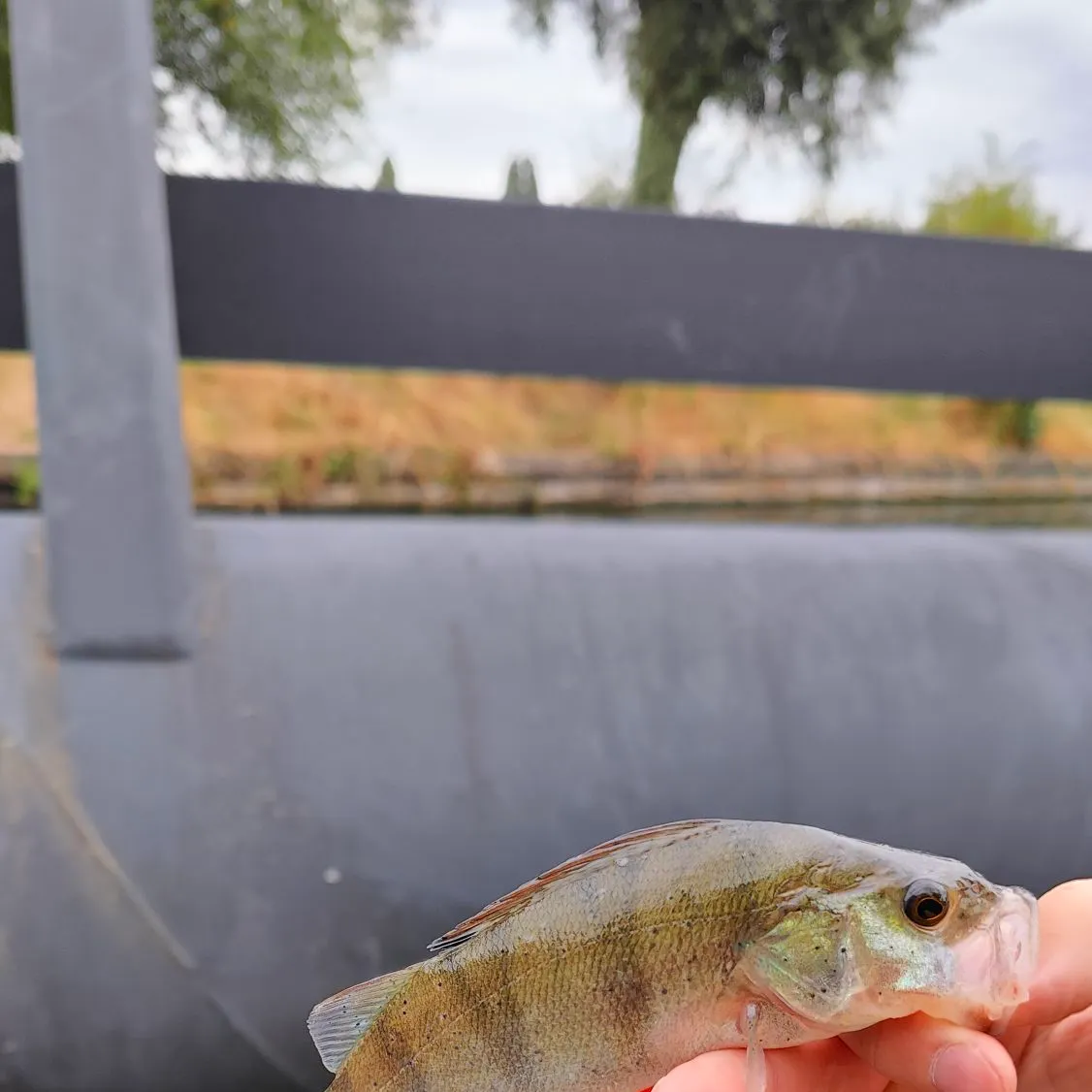 European perch caught on Fishbrain