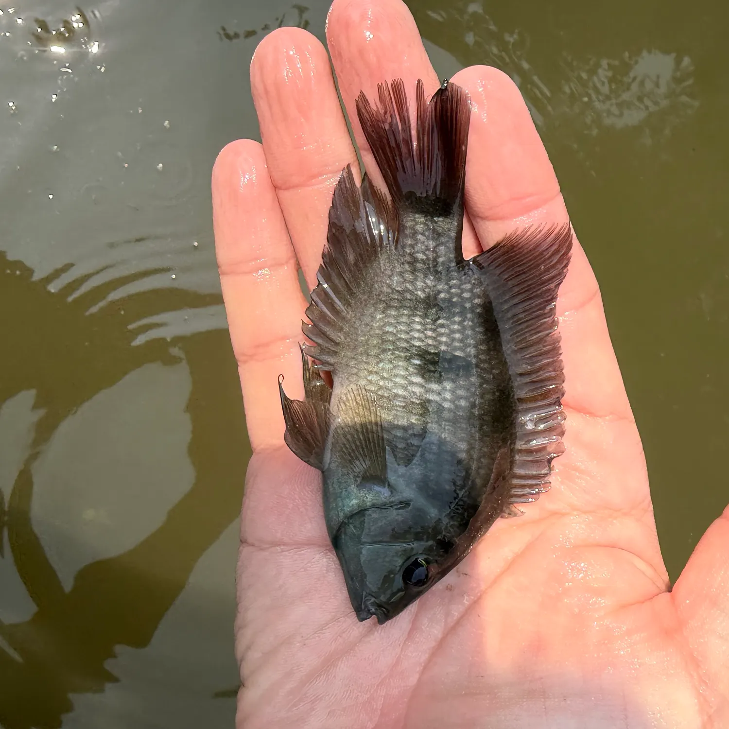 The most recent Black acara catches on Fishbrain