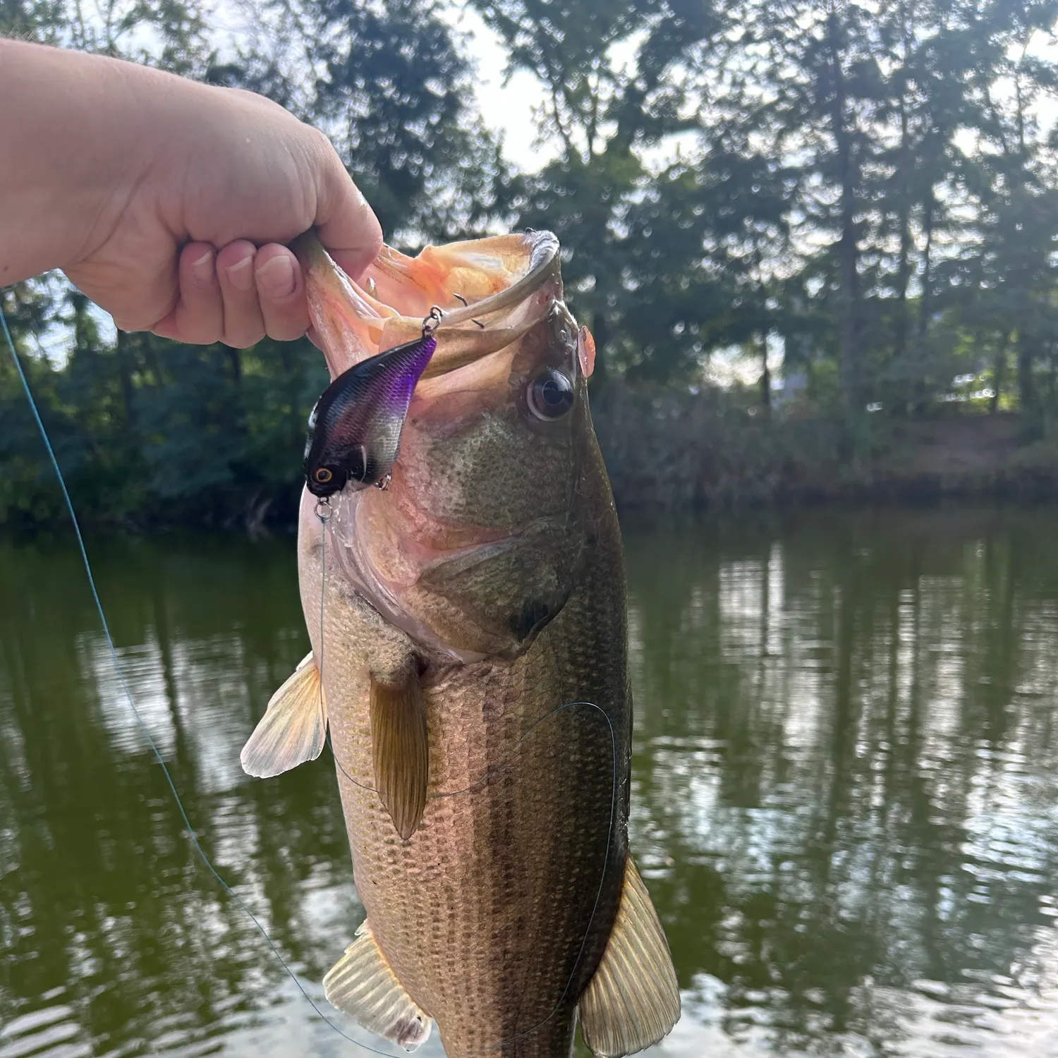 Largemouth bass caught on Fishbrain