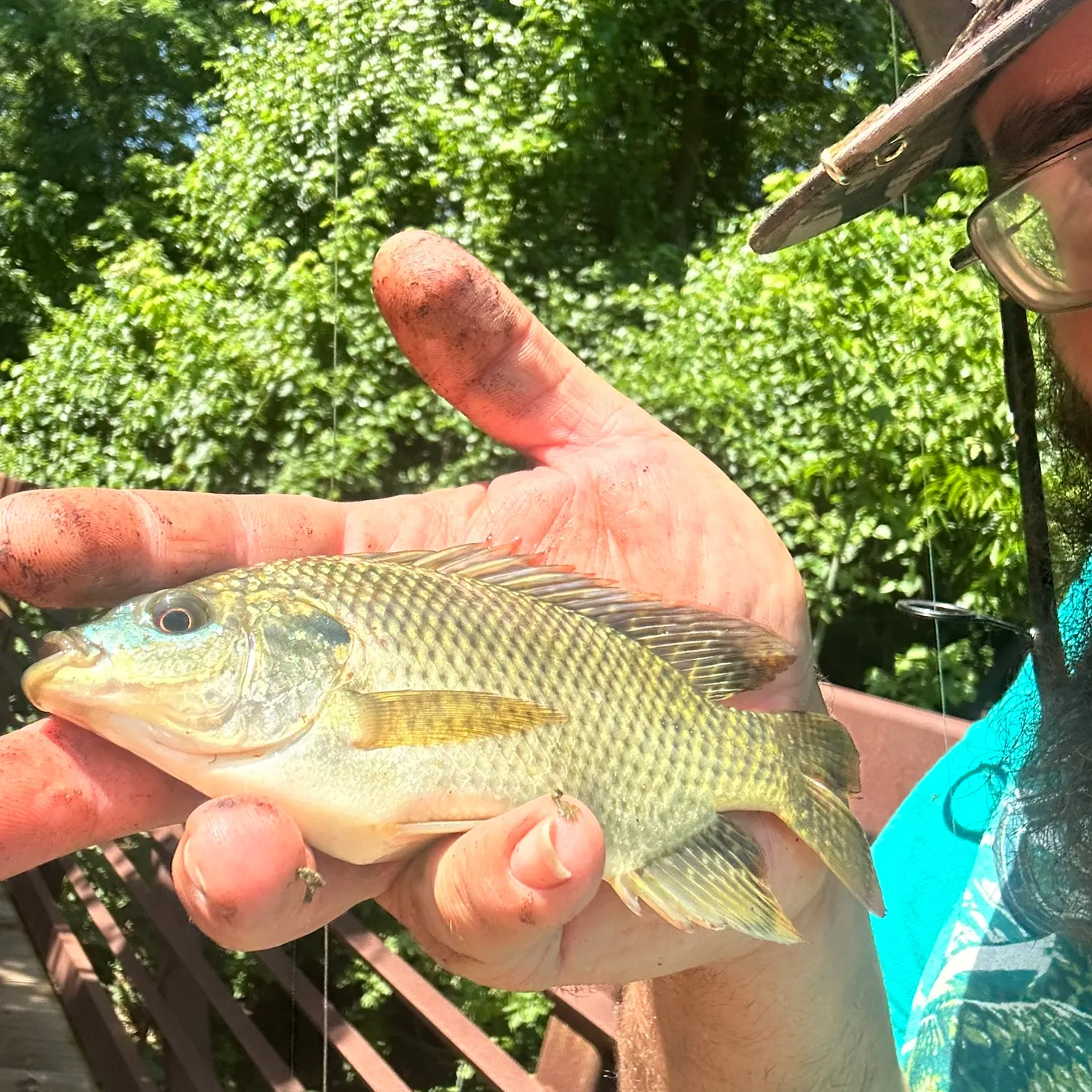 The most recent Nile tilapia catches on Fishbrain
