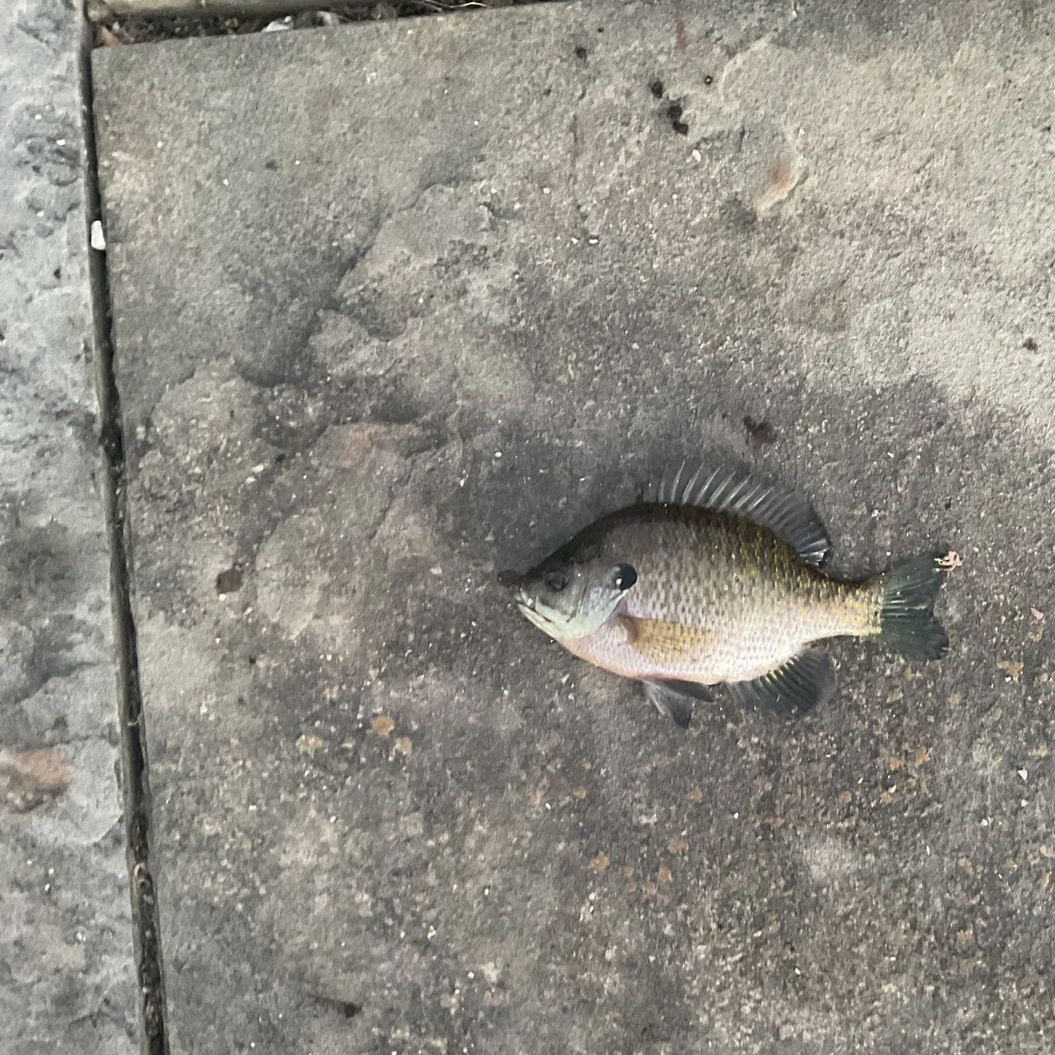 Bluegill caught on Fishbrain