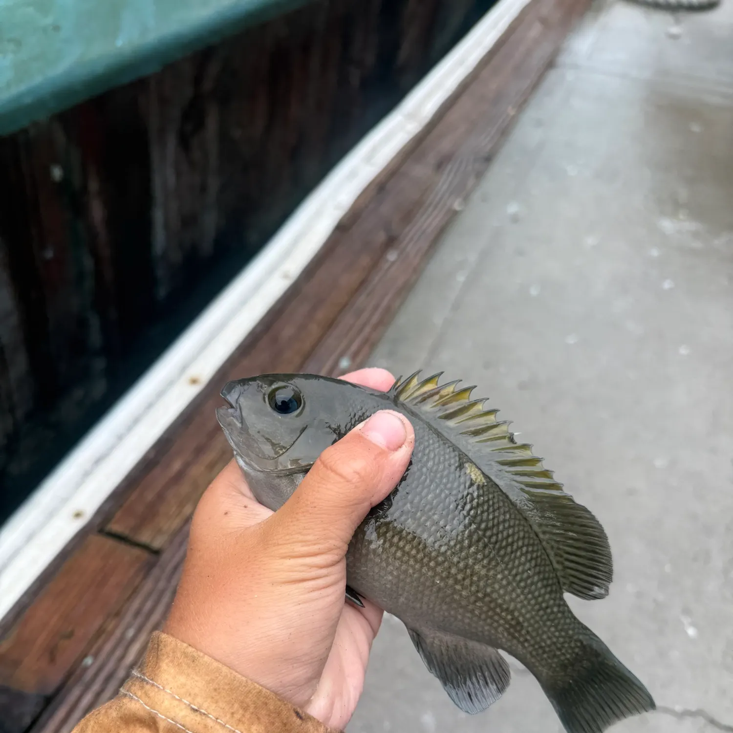 Opaleye caught on Fishbrain