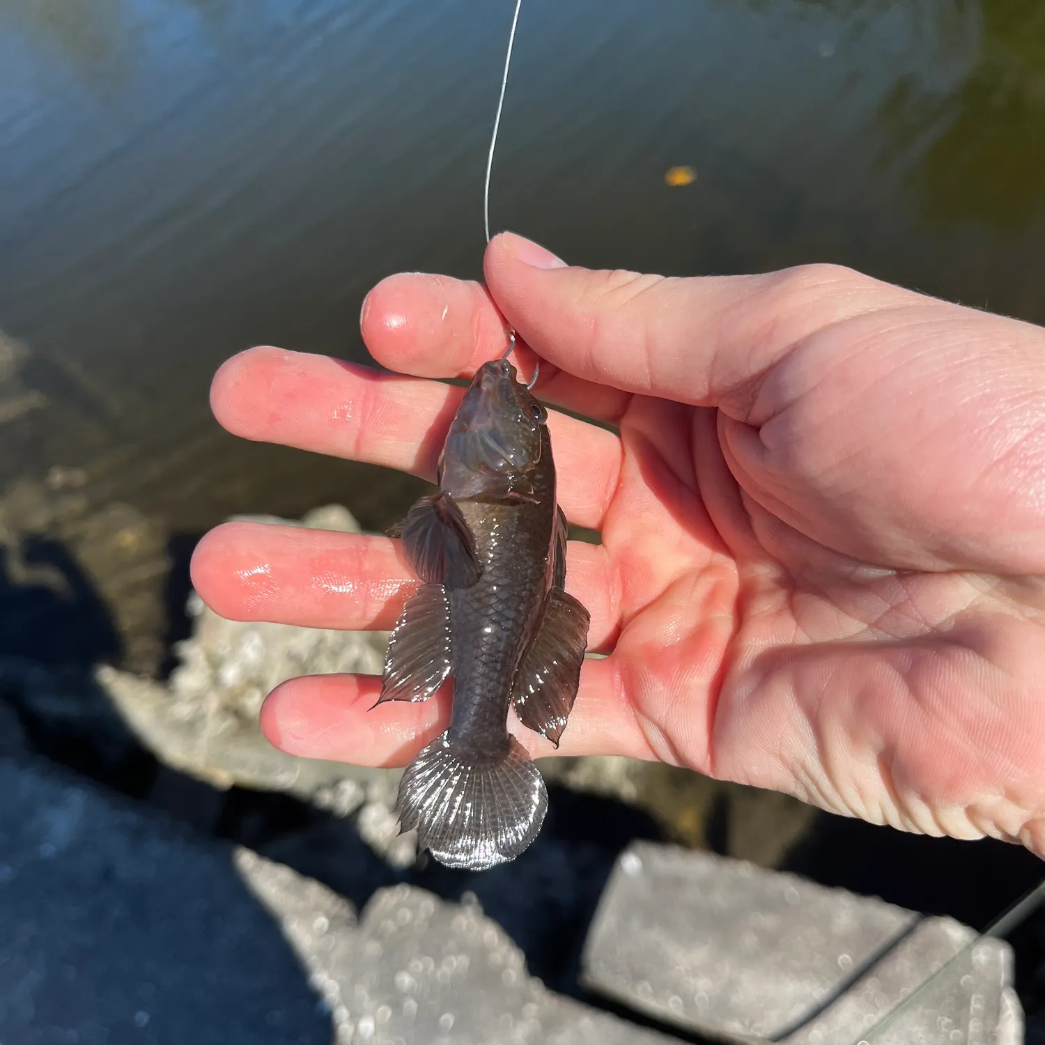 The most recent Crested goby catches on Fishbrain