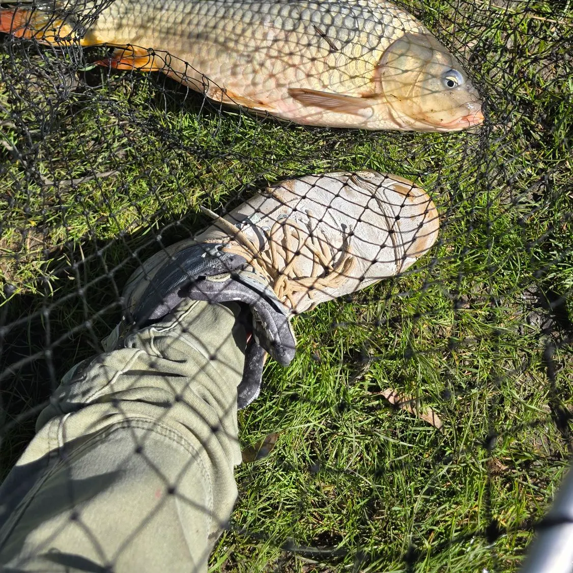Common carp caught on Fishbrain