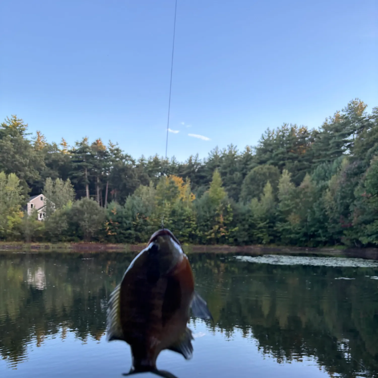 Bluegill caught on Fishbrain