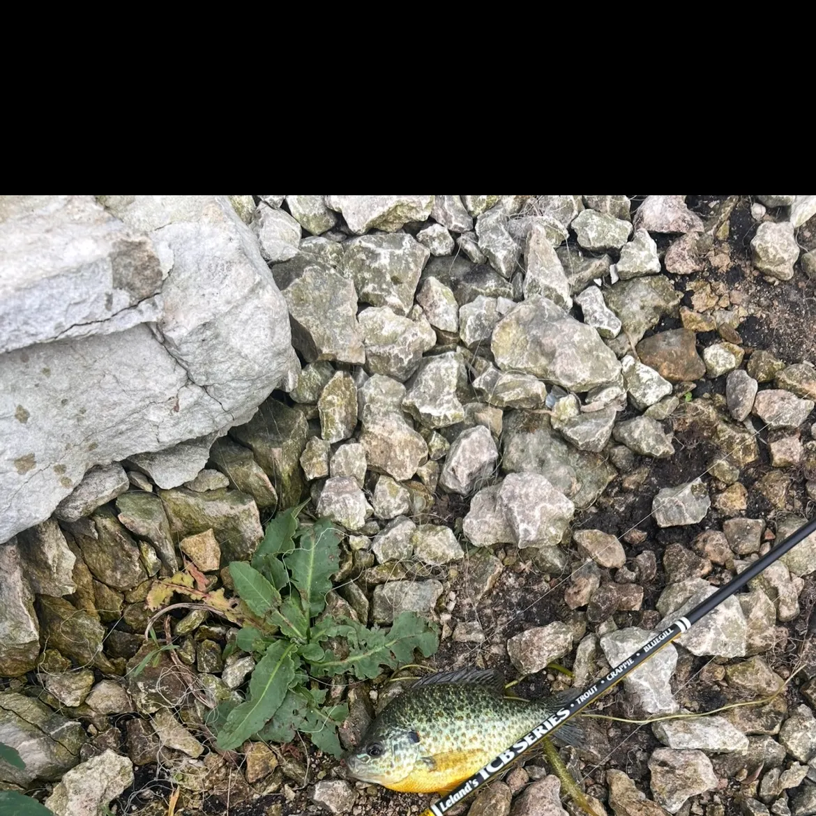 Pumpkinseed caught on Fishbrain