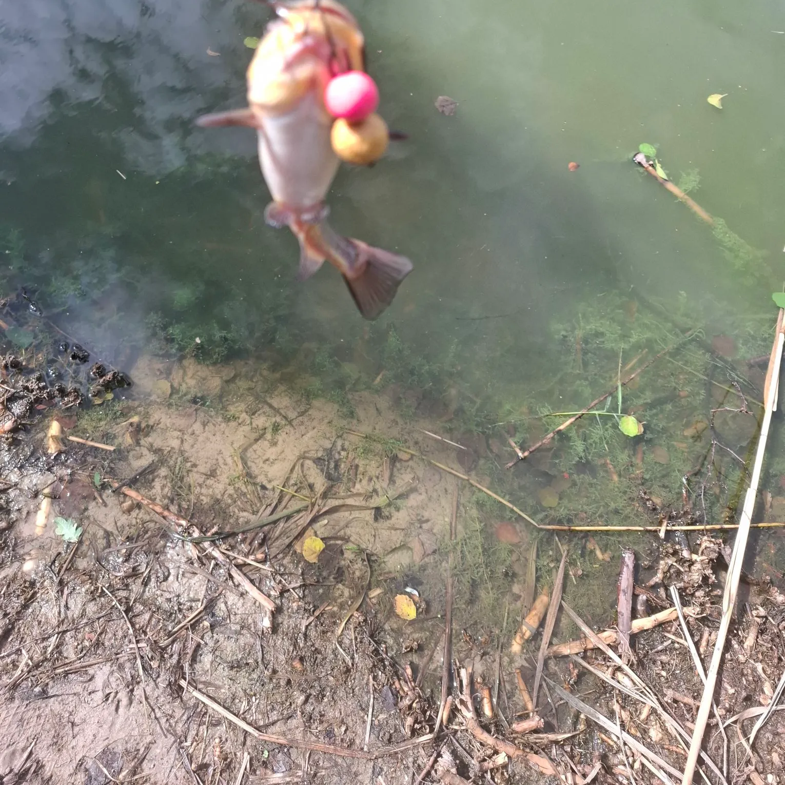 Black bullhead caught on Fishbrain
