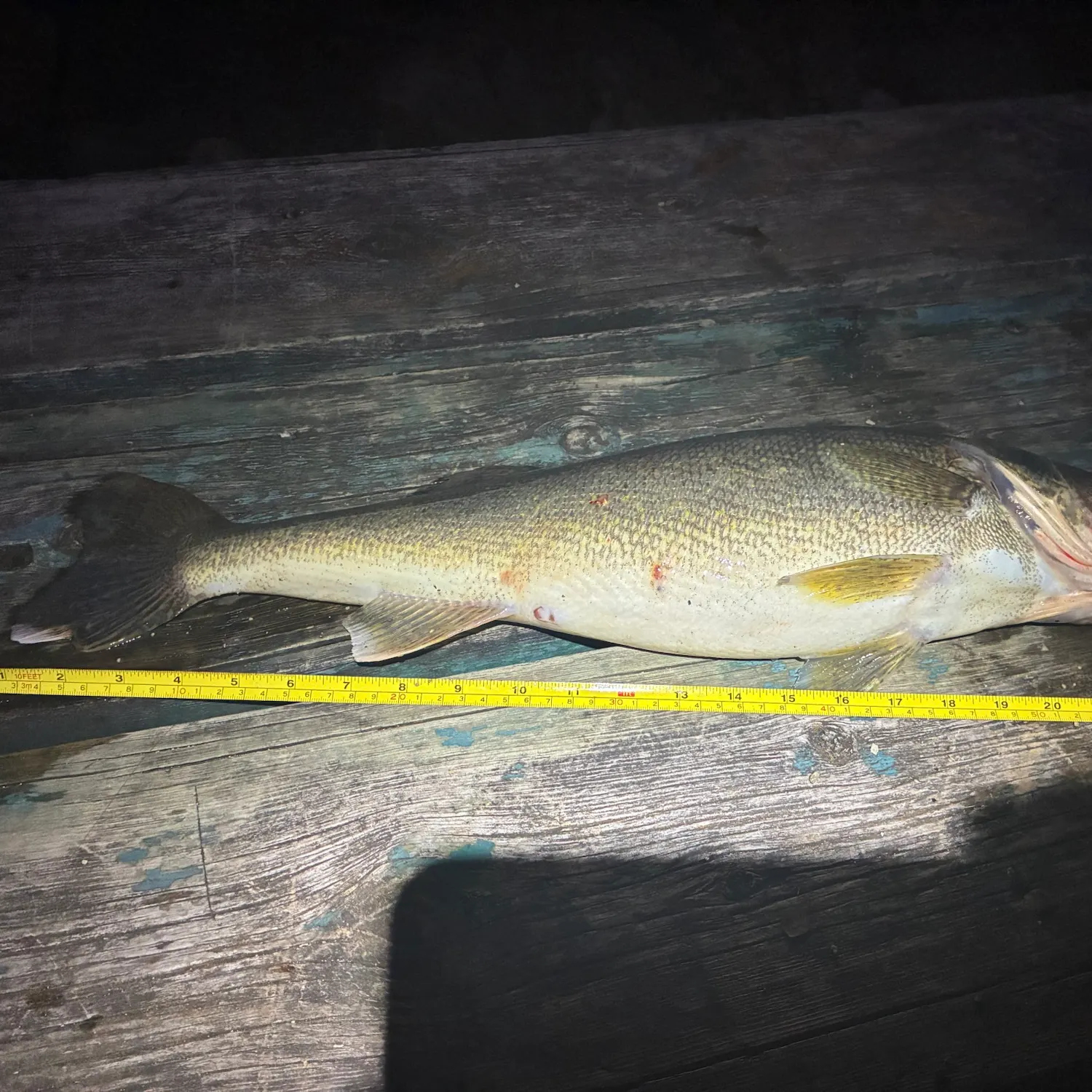 Walleye caught on Fishbrain