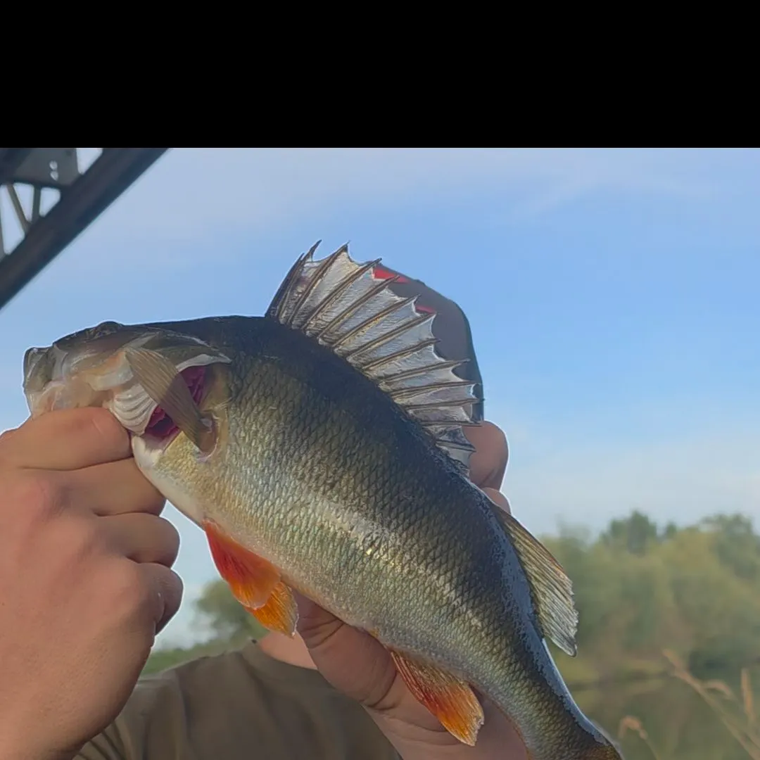 European perch caught on Fishbrain