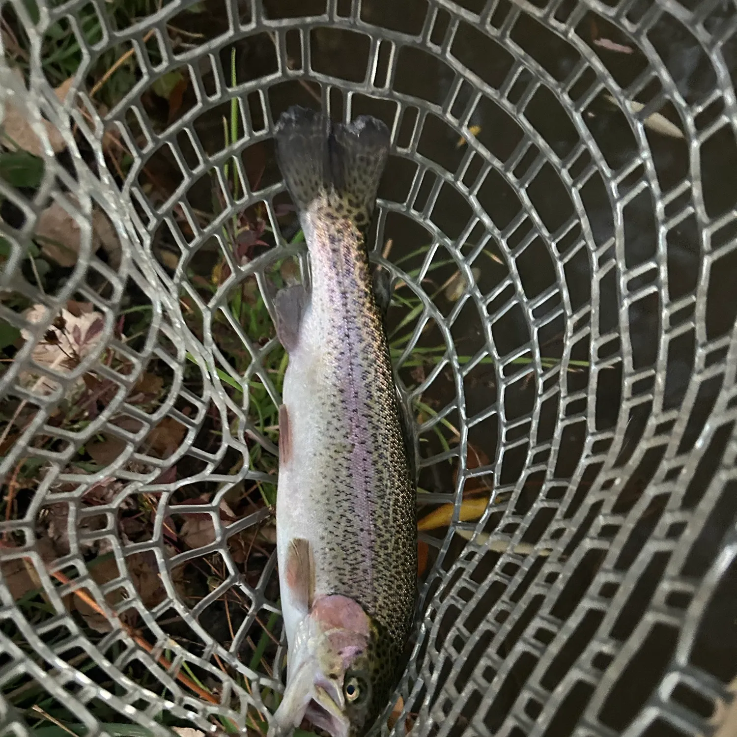 Rainbow trout caught on Fishbrain
