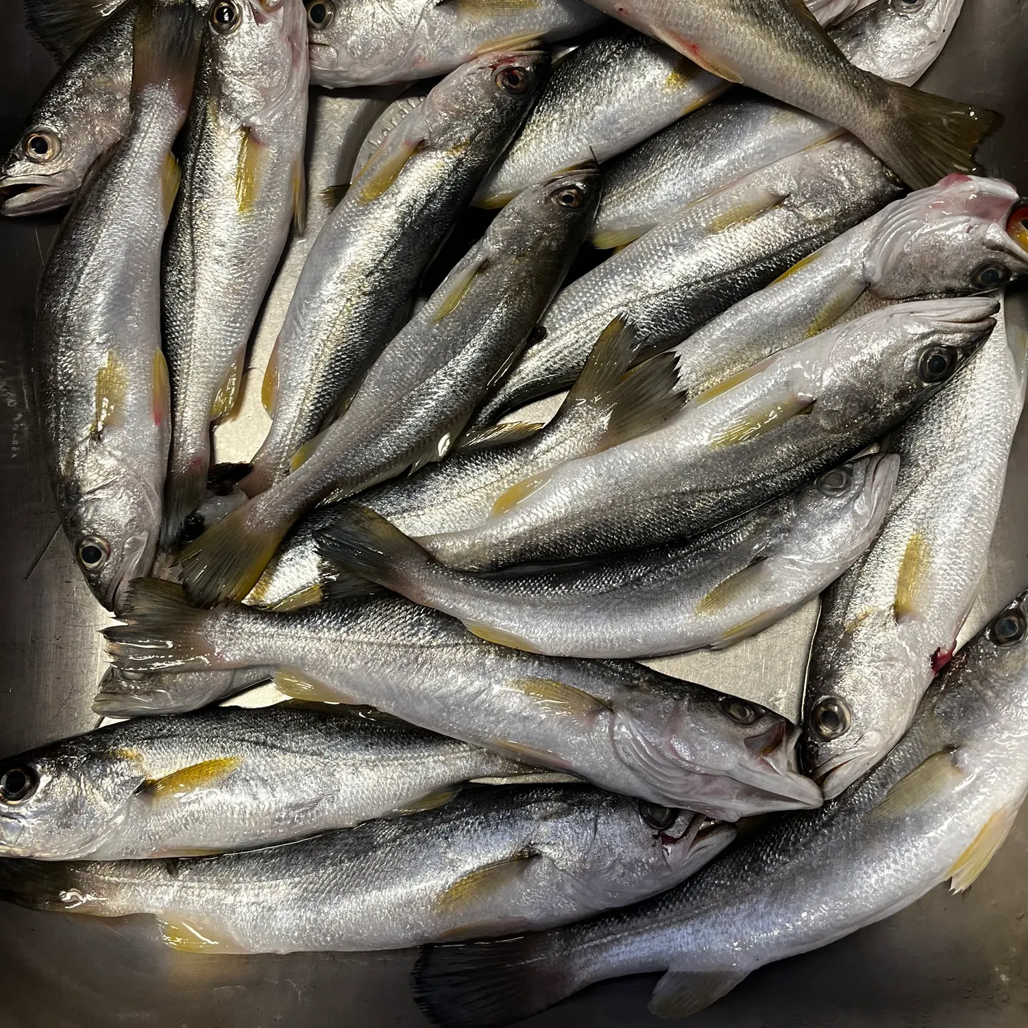 The most recent Umpqua pikeminnow catches on Fishbrain