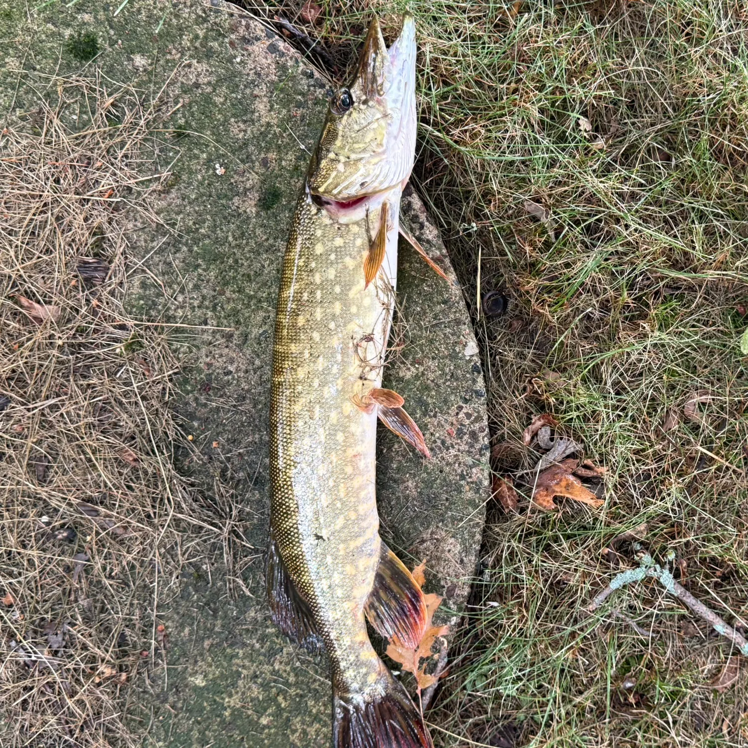 Northern pike caught on Fishbrain