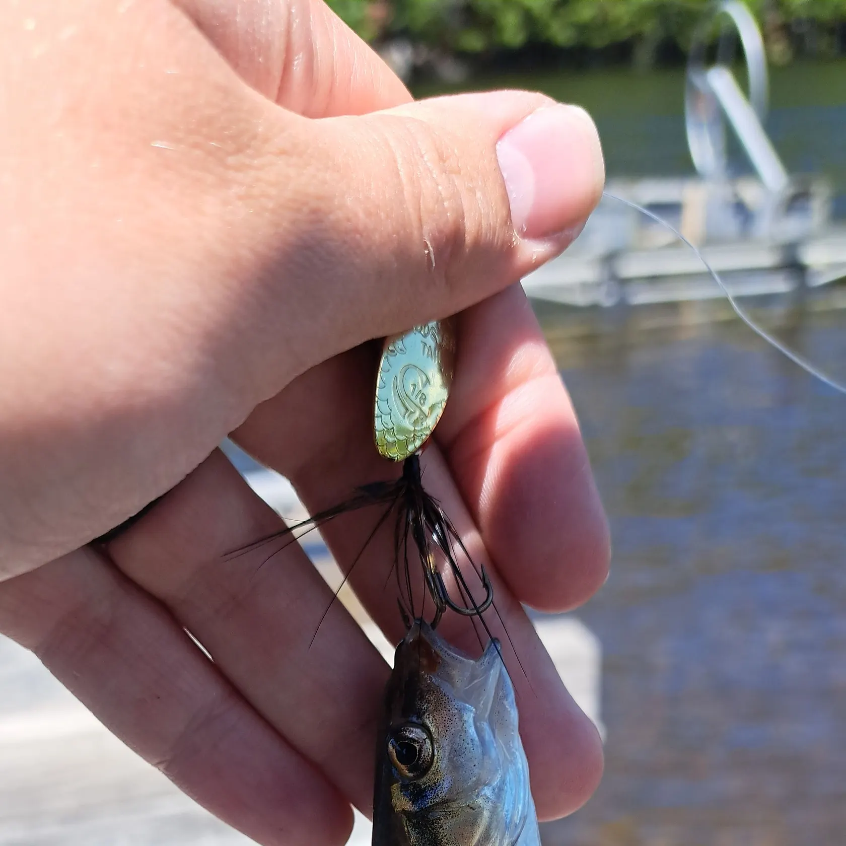 The most recent Lake chub catches on Fishbrain