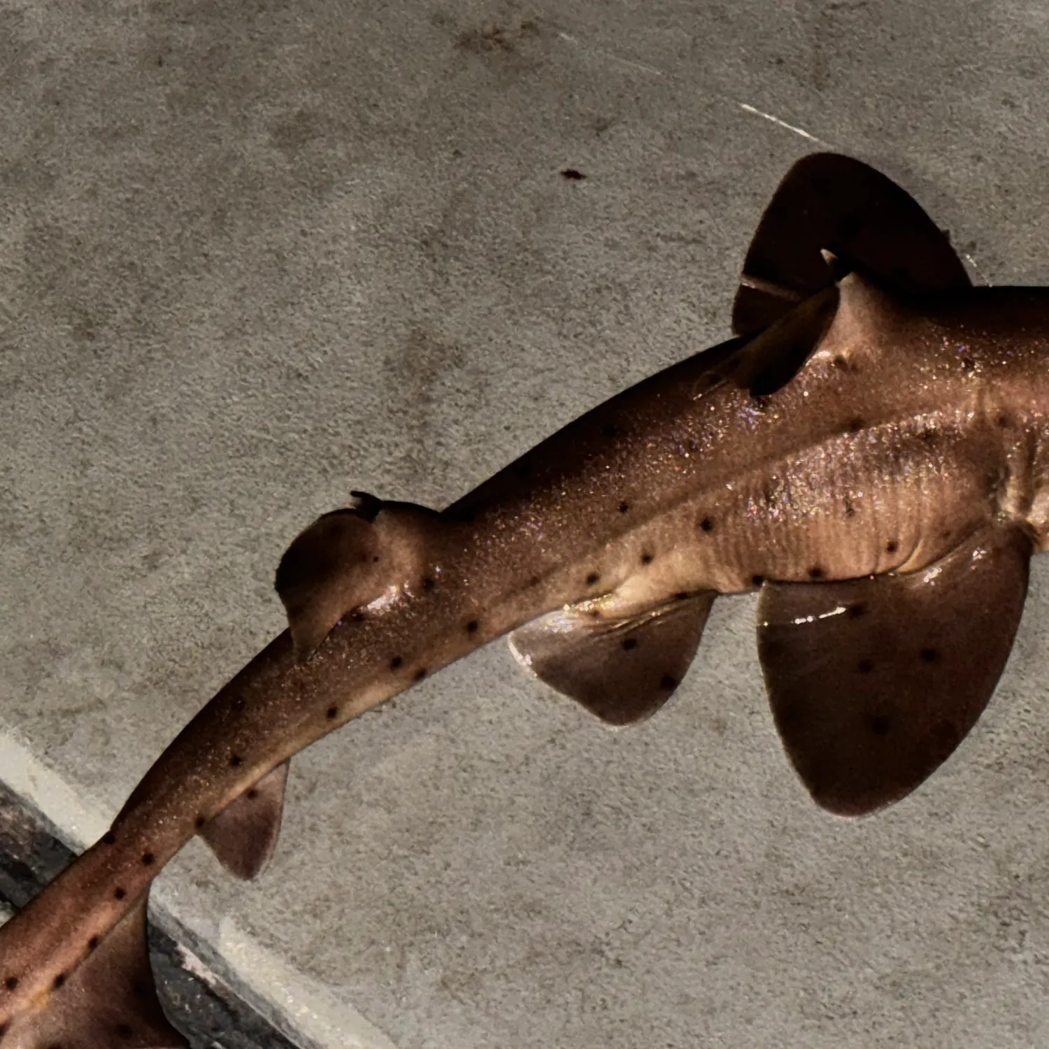 Horn shark caught on Fishbrain