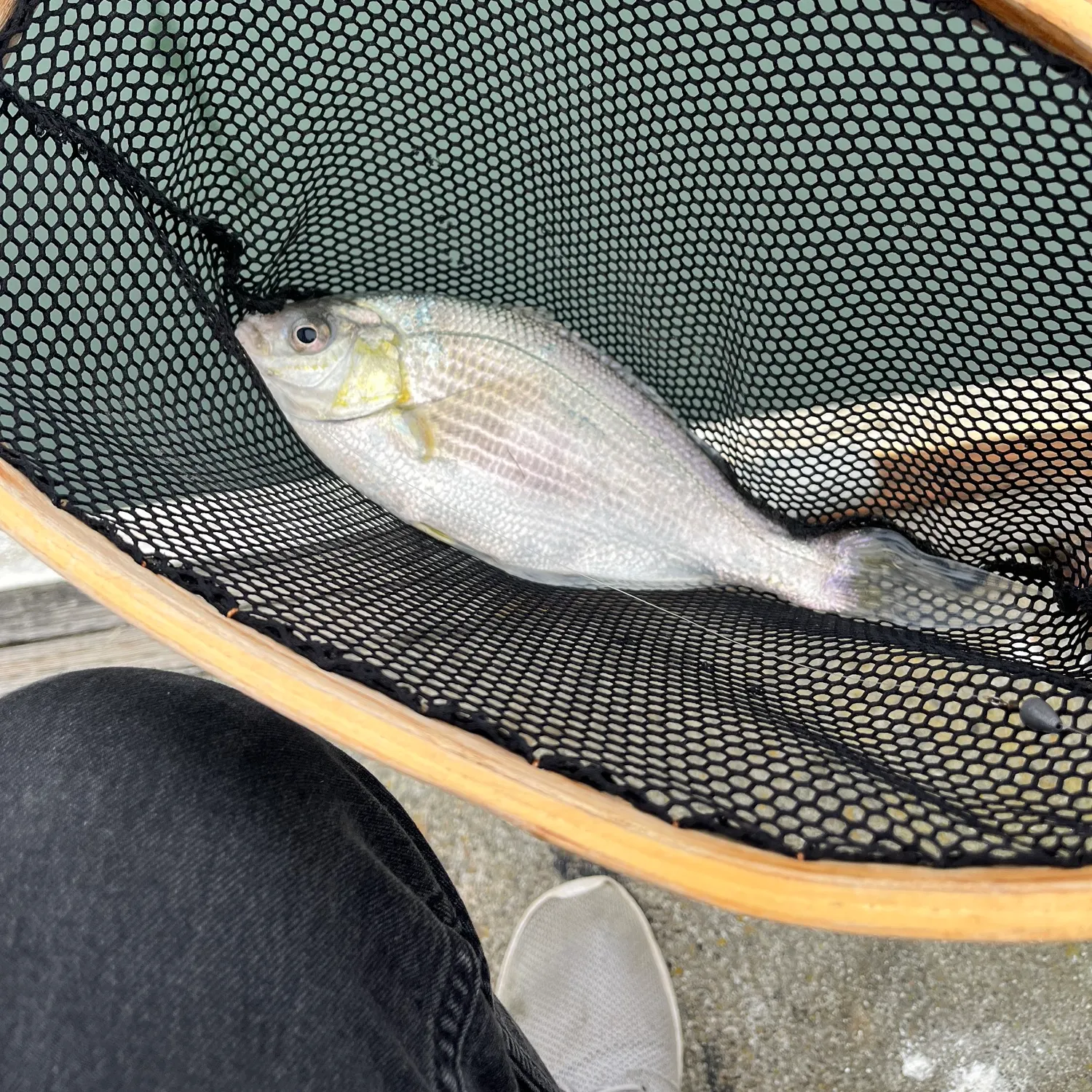 The most recent White seaperch catches on Fishbrain