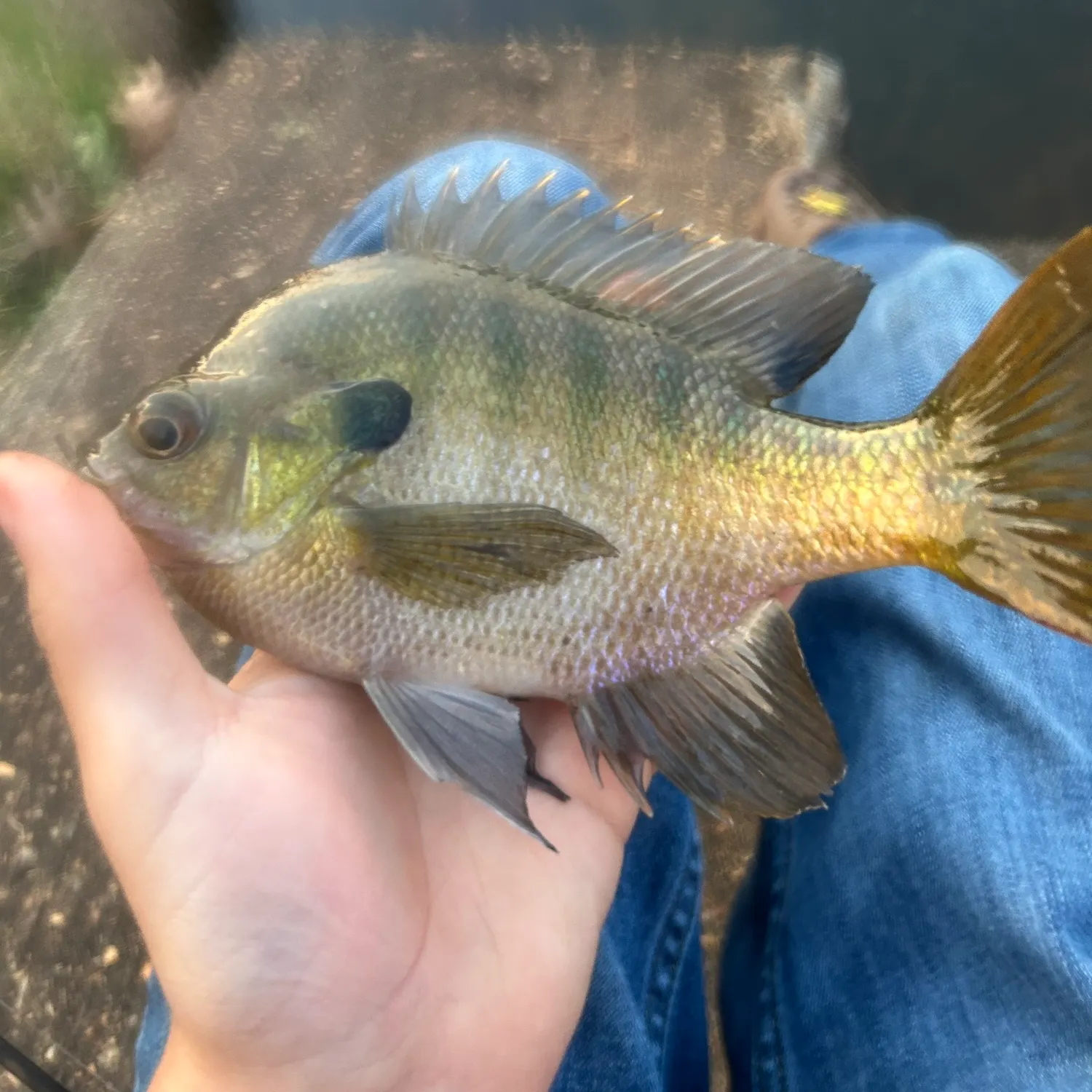 The most recent Bluegill catches on Fishbrain