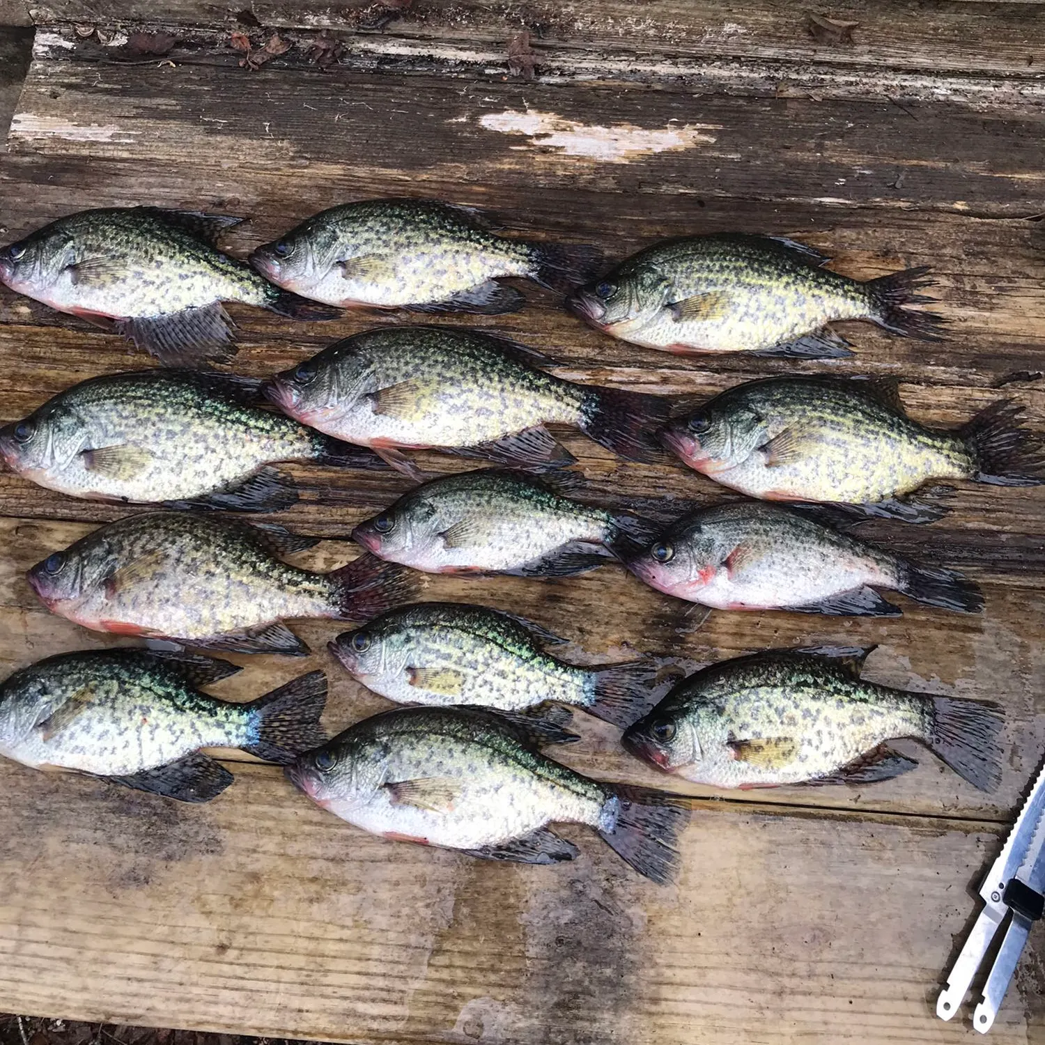 recently logged catches