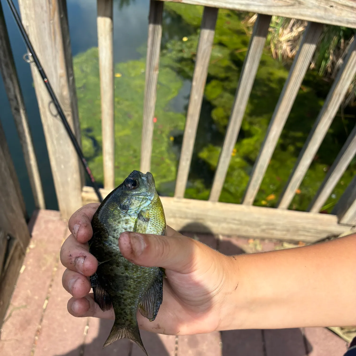 Bluegill caught on Fishbrain