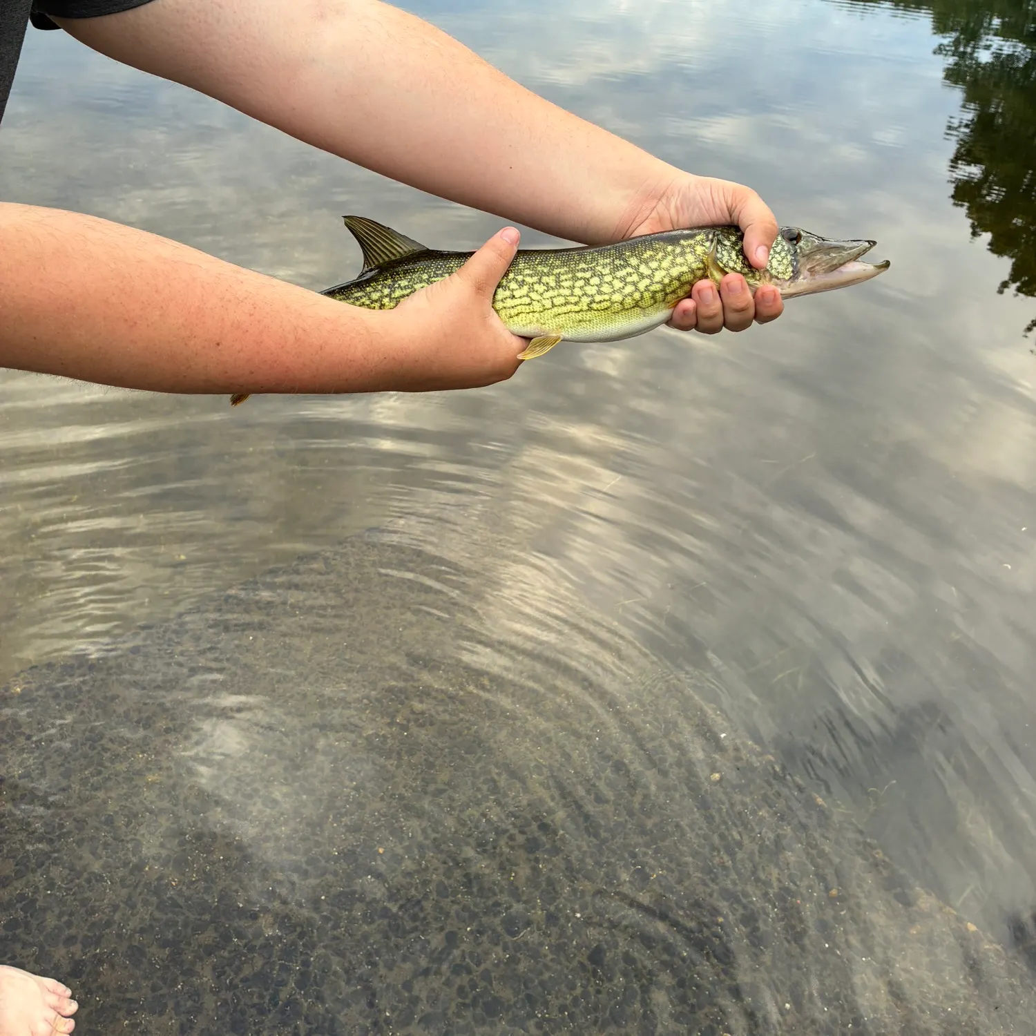 Chain pickerel caught on Fishbrain