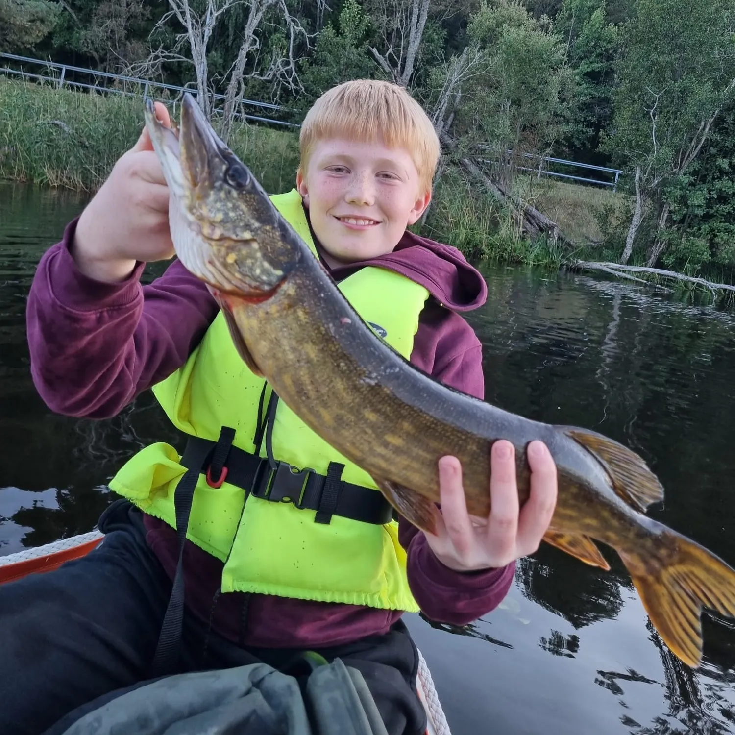 Northern pike caught on Fishbrain